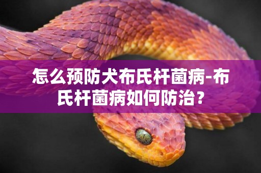 怎么預防犬布氏桿菌病-布氏桿菌病如何防治？
