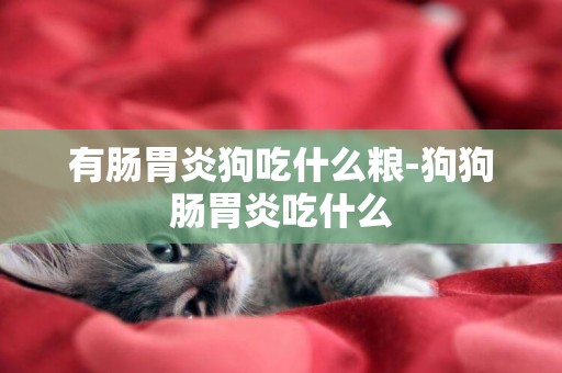 有腸胃炎狗吃什么糧-狗狗腸胃炎吃什么