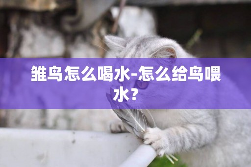 雛鳥怎么喝水-怎么給鳥喂水？