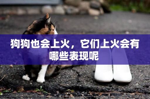 狗狗也會上火，它們上火會有哪些表現呢 