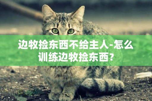 邊牧撿東西不給主人-怎么訓練邊牧撿東西？