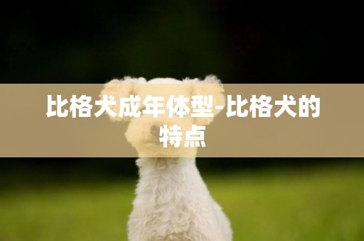 比格犬成年體型-比格犬的特點