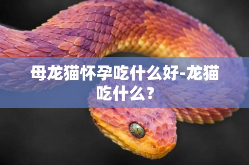 母龍貓懷孕吃什么好-龍貓吃什么？