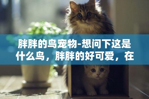 胖胖的鳥寵物-想問下這是什么鳥，胖胖的好可愛，在地面走路憨憨的