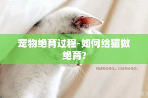寵物絕育過程-如何給貓做絕育?