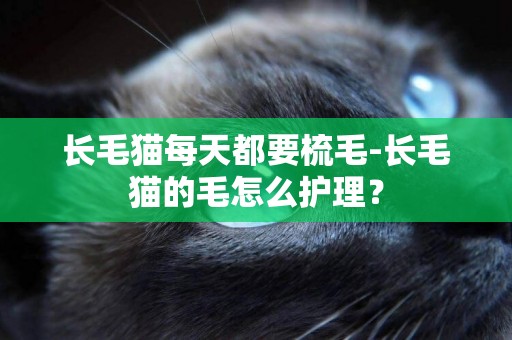 長毛貓每天都要梳毛-長毛貓的毛怎么護理？