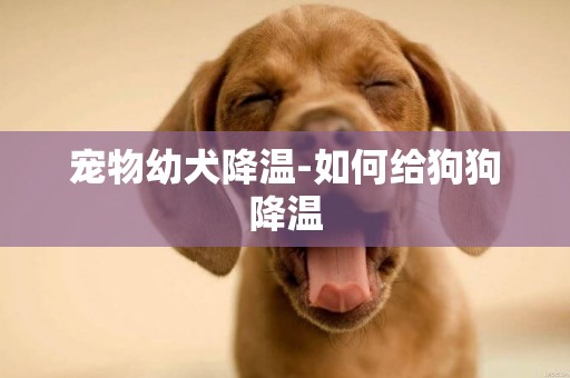 寵物幼犬降溫-如何給狗狗降溫