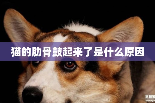 貓的肋骨鼓起來了是什么原因