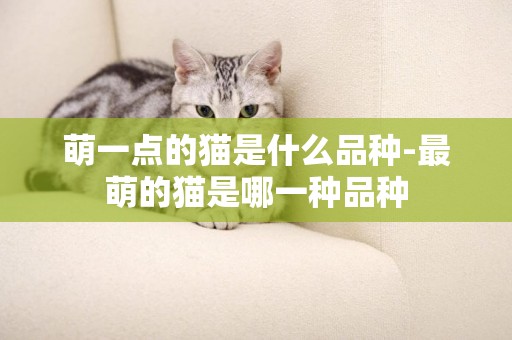萌一點的貓是什么品種-最萌的貓是哪一種品種