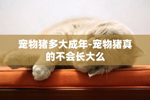 寵物豬多大成年-寵物豬真的不會長大么