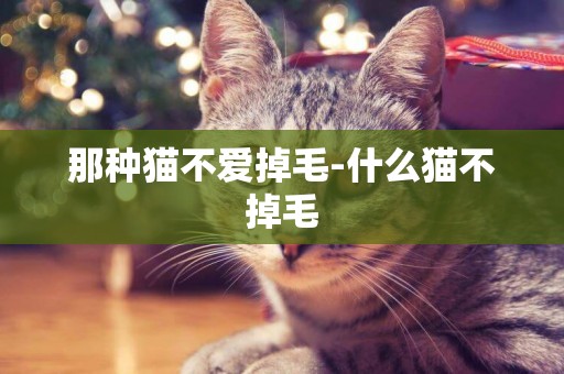 那種貓不愛掉毛-什么貓不掉毛