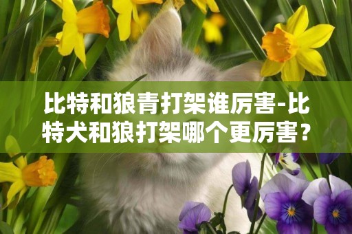 比特和狼青打架誰厲害-比特犬和狼打架哪個更厲害？