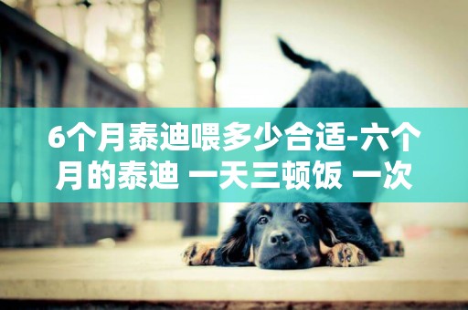 6個月泰迪喂多少合適-六個月的泰迪 一天三頓飯 一次多少合適