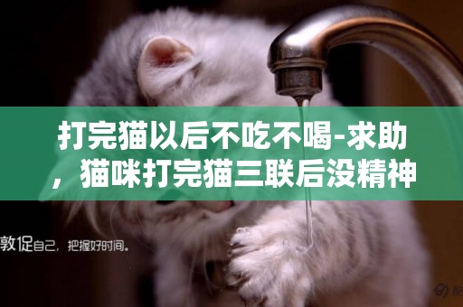 打完貓以后不吃不喝-求助，貓咪打完貓三聯后沒精神不吃不喝不發