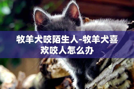 牧羊犬咬陌生人-牧羊犬喜歡咬人怎么辦
