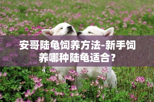 安哥陸龜飼養方法-新手飼養哪種陸龜適合？