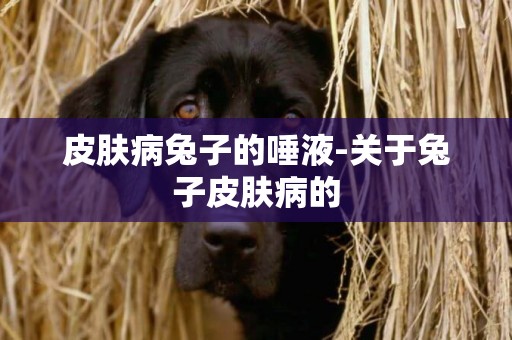 皮膚病兔子的唾液-關于兔子皮膚病的