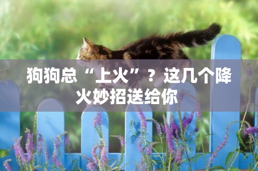 狗狗總“上火”？這幾個降火妙招送給你 