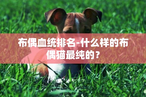 布偶血統排名-什么樣的布偶貓最純的？
