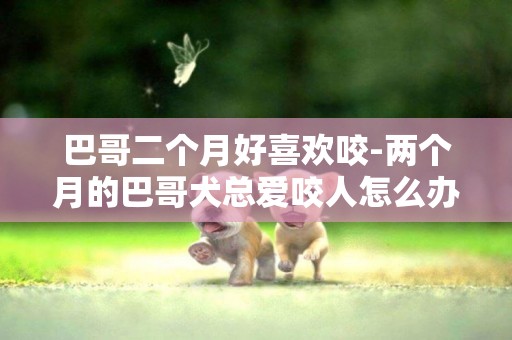 巴哥二個月好喜歡咬-兩個月的巴哥犬總愛咬人怎么辦