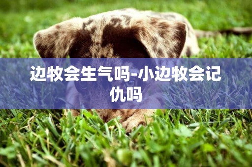 邊牧會生氣嗎-小邊牧會記仇嗎