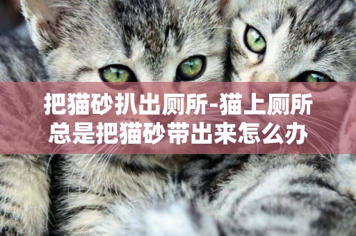 把貓砂扒出廁所-貓上廁所總是把貓砂帶出來怎么辦