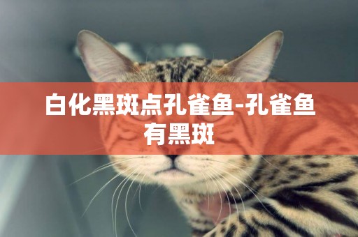 白化黑斑點孔雀魚-孔雀魚有黑斑