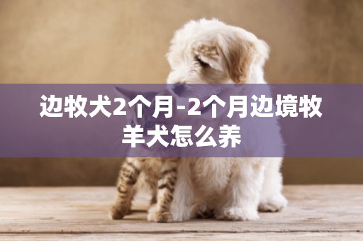 邊牧犬2個月-2個月邊境牧羊犬怎么養