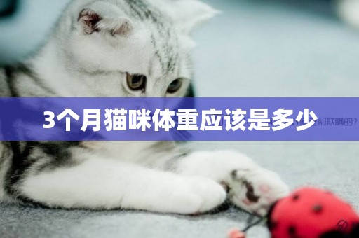 3個月貓咪體重應該是多少