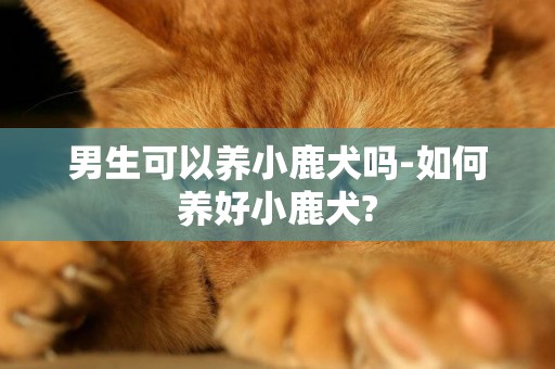 男生可以養小鹿犬嗎-如何養好小鹿犬?