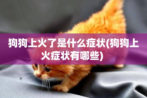 狗狗上火了是什么癥狀(狗狗上火癥狀有哪些) 