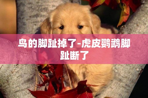 鳥的腳趾掉了-虎皮鸚鵡腳趾斷了