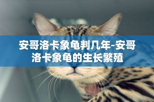 安哥洛卡象龜判幾年-安哥洛卡象龜的生長繁殖