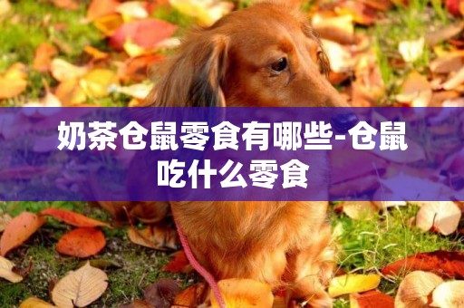 奶茶倉鼠零食有哪些-倉鼠吃什么零食