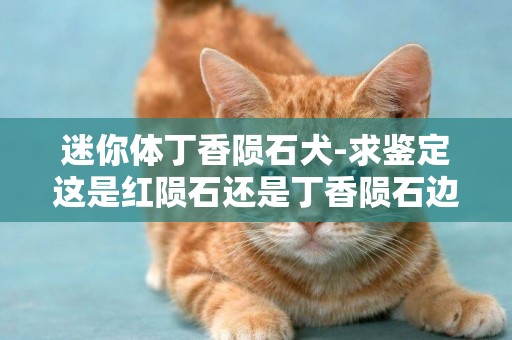 迷你體丁香隕石犬-求鑒定這是紅隕石還是丁香隕石邊牧