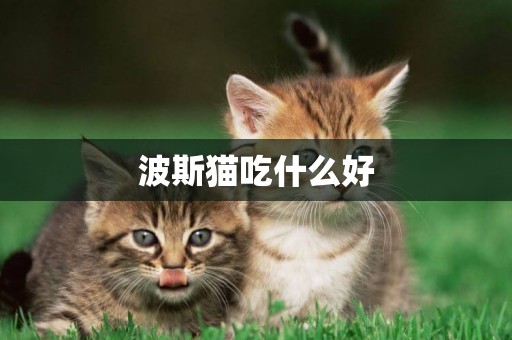 波斯貓吃什么好
