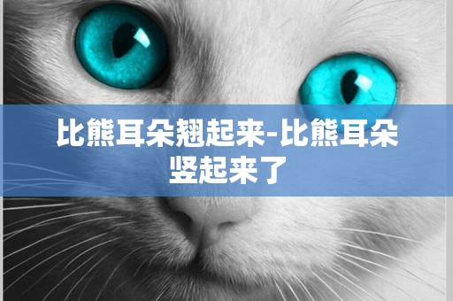 比熊耳朵翹起來-比熊耳朵豎起來了