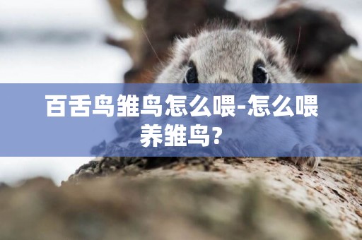 百舌鳥雛鳥怎么喂-怎么喂養雛鳥?