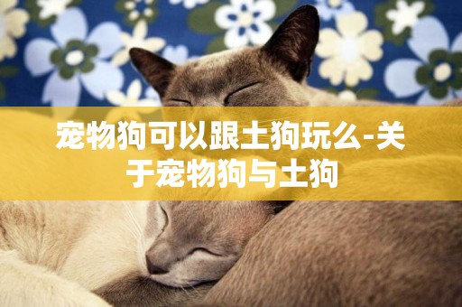 寵物狗可以跟土狗玩么-關于寵物狗與土狗