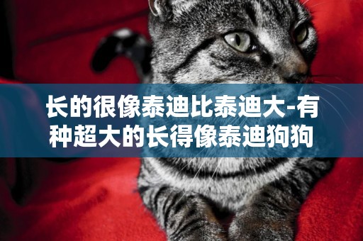 長的很像泰迪比泰迪大-有種超大的長得像泰迪狗狗