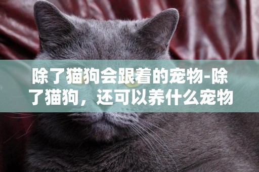 除了貓狗會跟著的寵物-除了貓狗，還可以養什么寵物