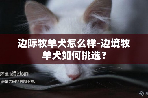 邊際牧羊犬怎么樣-邊境牧羊犬如何挑選？