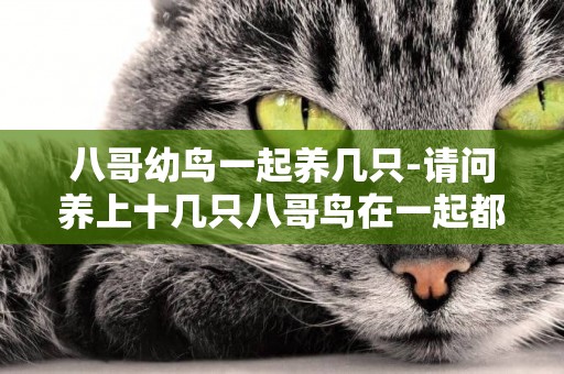 八哥幼鳥一起養幾只-請問養上十幾只八哥鳥在一起都會說話嗎？