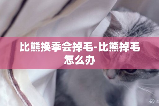 比熊換季會掉毛-比熊掉毛怎么辦