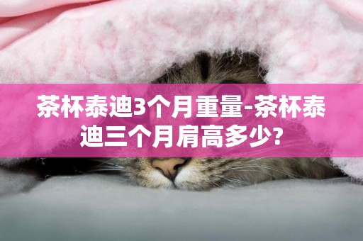 茶杯泰迪3個月重量-茶杯泰迪三個月肩高多少?