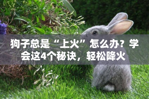 狗子總是“上火”怎么辦？學會這4個秘訣，輕松降火 