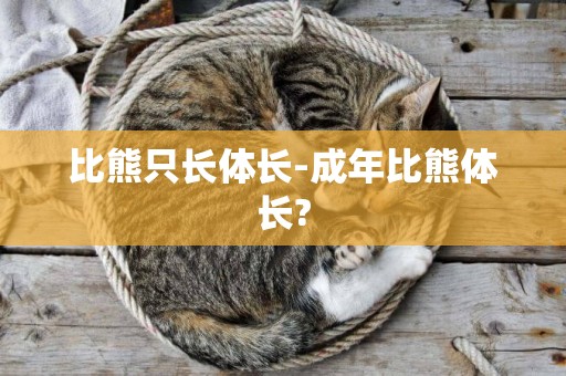 比熊只長體長-成年比熊體長?