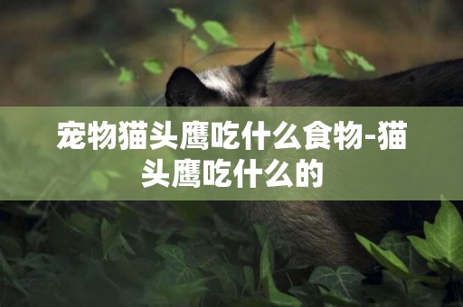 寵物貓頭鷹吃什么食物-貓頭鷹吃什么的