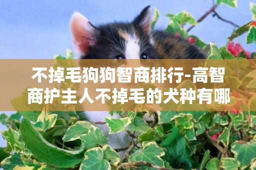 不掉毛狗狗智商排行-高智商護主人不掉毛的犬種有哪些種