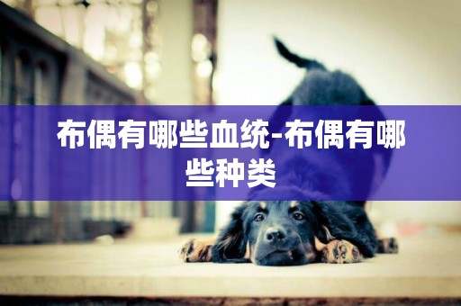 布偶有哪些血統-布偶有哪些種類
